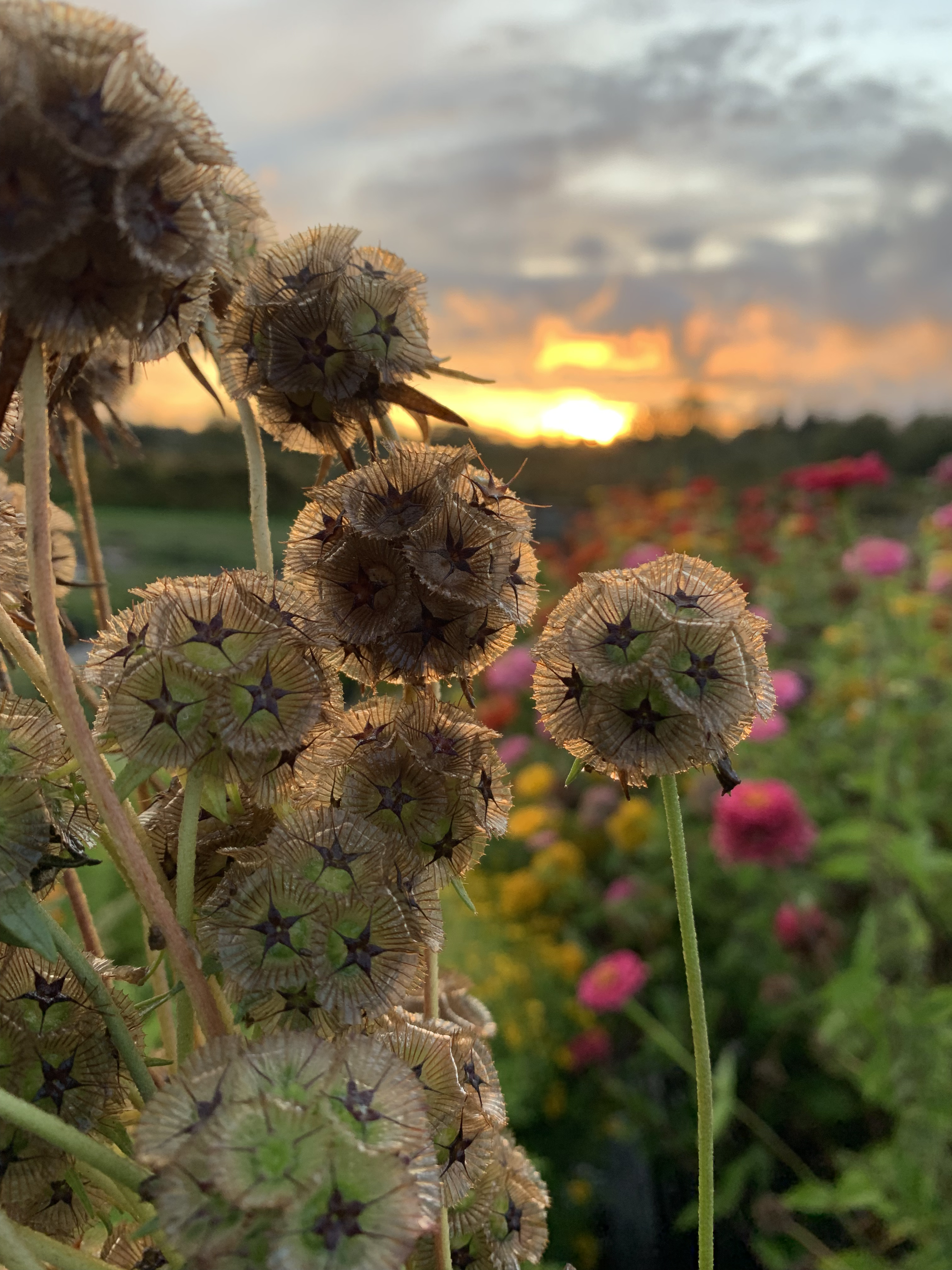 Open Pollinated — agricultural landscape